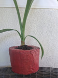 Macetero artesanal